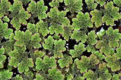 Azolla microphylla