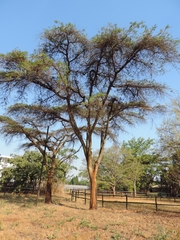 Vachellia abyssinica