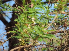 Vachellia abyssinica