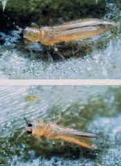 Tripes (Thrips palmi)