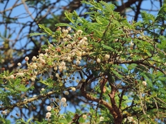 Vachellia abyssinica