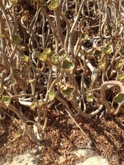 Aeonium arboreum