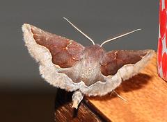 Drepanogynis ectoglauca