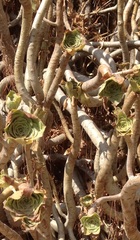 Aeonium arboreum