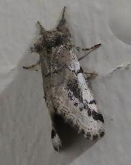 Tearosoma aspersum