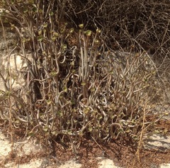 Aeonium arboreum
