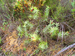 Leucospermum rodolentum