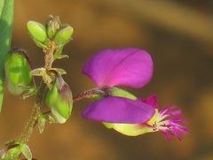 Polygala sphenoptera