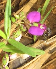 Polygala sphenoptera