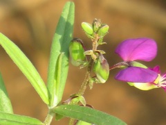 Polygala sphenoptera