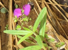 Polygala sphenoptera