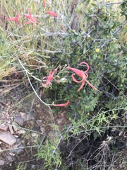 Anisacanthus linearis