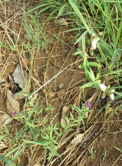 Polygala sphenoptera