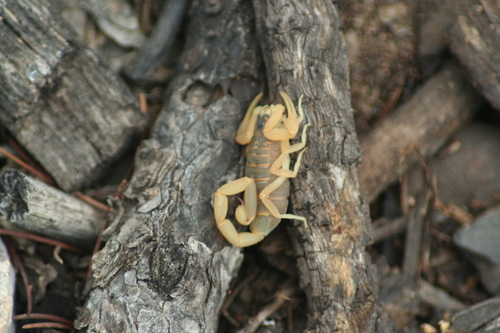 Photo of Striped Bark Scorpion