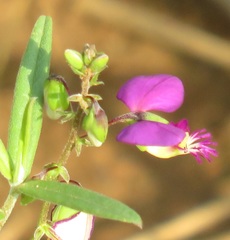 Polygala sphenoptera