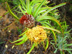 Leucospermum rodolentum