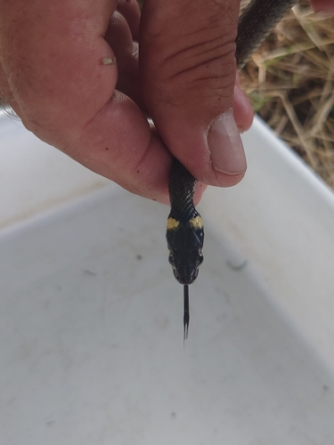 grass snake