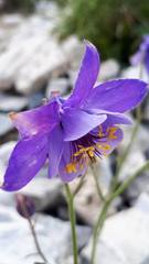 Aquilegia confusa