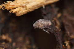Cixioidea