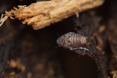 Cixioidea