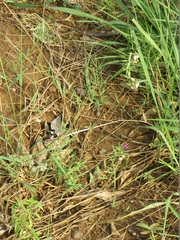 Polygala sphenoptera