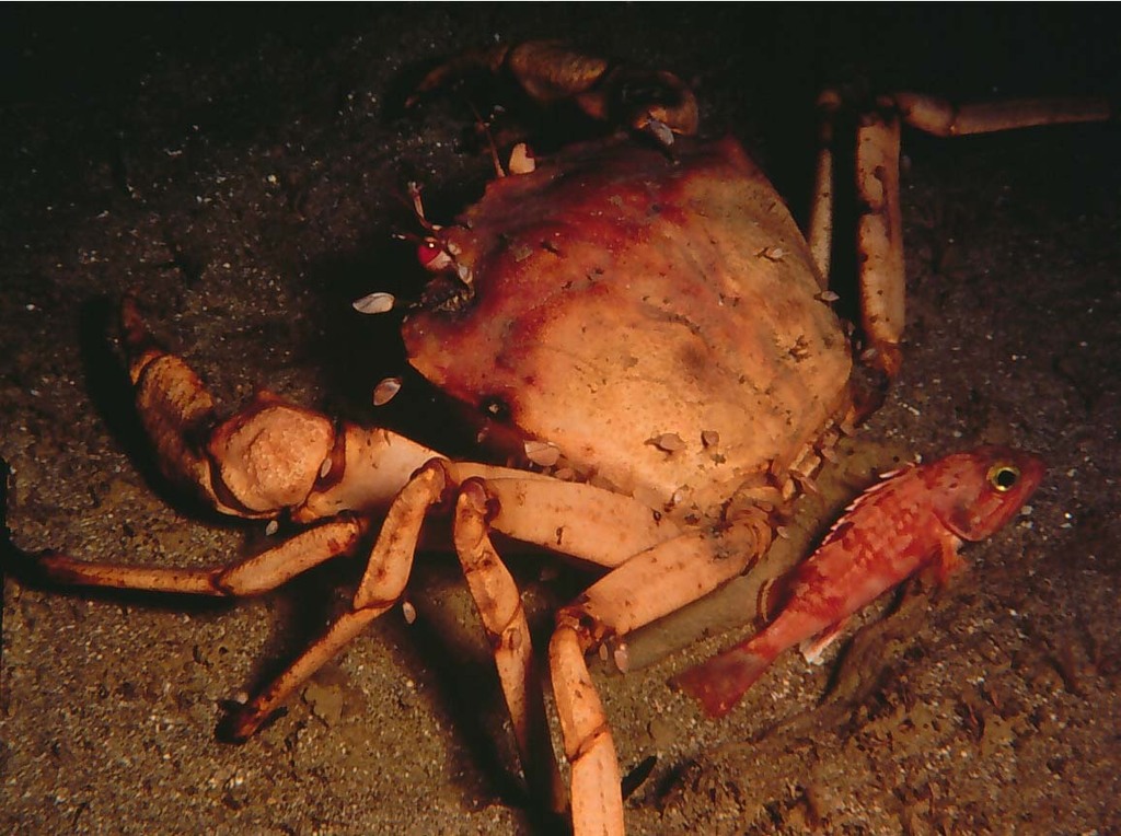 Golden Deepsea Crab