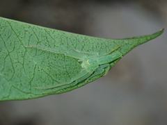 Oxytate striatipes