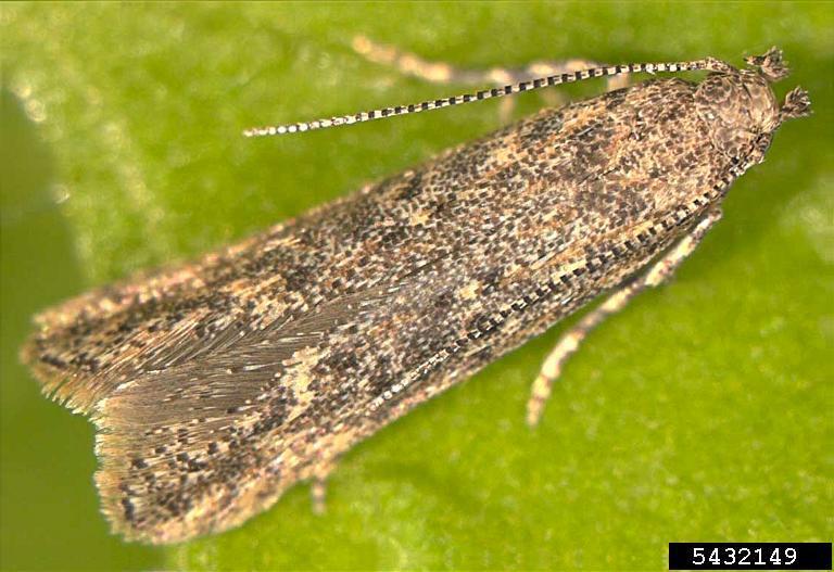 Phthorimaea absoluta
