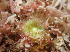Jewel Anemone