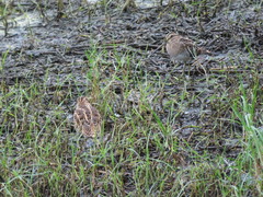 Gallinago