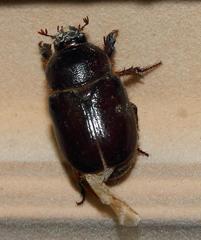 Temnorhynchus