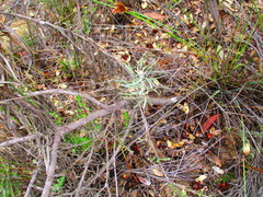 Leucospermum rodolentum