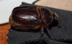 Temnorhynchus