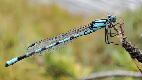 Enallagma cyathigerum cyathigerum