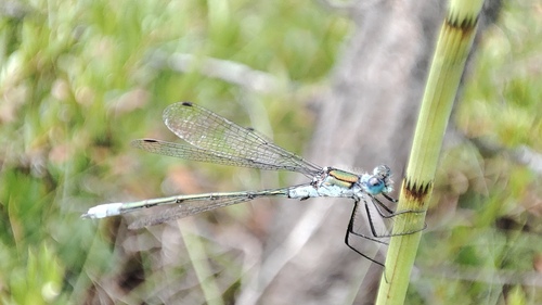 Common Spreadwing