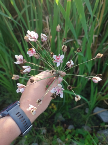 Flowering-rush