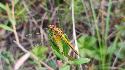 Yellow-winged Darter