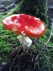Amanita muscaria