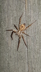 Anyphaena accentuata