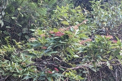 Viburnum urceolatum, photograph (c) 許文俊, some rights reserved (CC BY-SA)