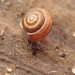 Dwarf Snail - Photo (c) Alexis, some rights reserved (CC BY), uploaded by Alexis