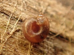 Punctum pygmaeum