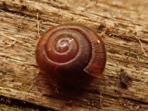 Dwarf Snail, Charlottenburg-Wilmersdorf, Berlin, Germany, photo 6 of 10
