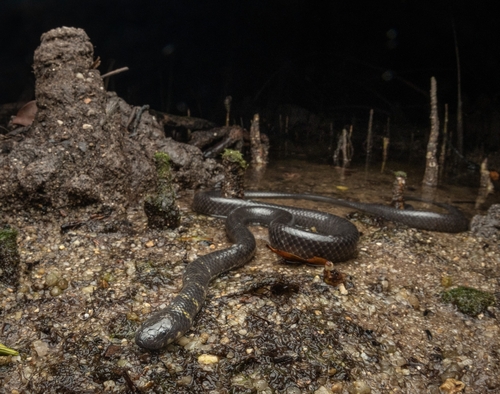 Cantoria violacea observed 2025-08-10