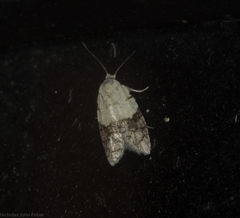 Tracholena sulfurosa