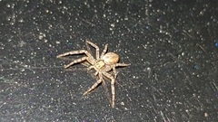 Philodromus