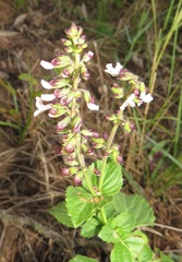 Orthosiphon suffrutescens