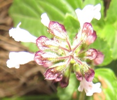 Orthosiphon suffrutescens