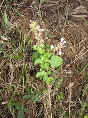 Orthosiphon suffrutescens