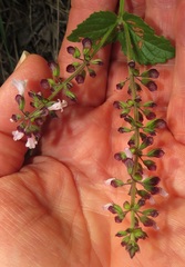 Orthosiphon suffrutescens